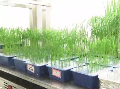 2017年度国家科学技术奖励大会丨国家自然科学奖一等奖:水稻高产优质性状形成的分子机理及品种设计